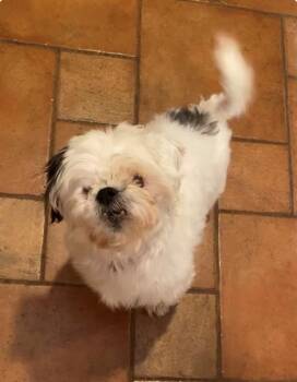 BELLA -  Shih Tzu Dog for Adoption in Springfield, Massachusetts - BELLA | PetCurious