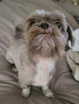 Hershey -  Shih Tzu Dog for Adoption in Minneapolis, Minnesota - Hershey | PetCurious