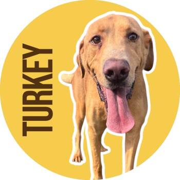Rescue Yellow Labrador Retriever Dogs for Adoption in Fort Worth, Texas - Turkey | PetCurious