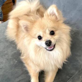 Pomeranian Dogs Available for Adoption in Santa Monica, California - Godiva | PetCurious