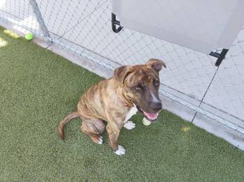 Judah -  Shepherd and Boxer Dog for Adoption in Liberty, Missouri - Judah | PetCurious