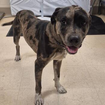 SCFL-Stray-67127 -  Mixed Breed Dog for Adoption in Lake Panasoffkee, Florida - SCFL-Stray-67127 | PetCurious