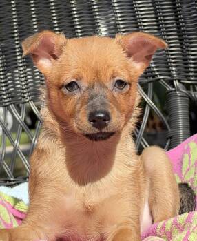 Clairee -  Mixed Breed Dog for Adoption in Mount Pleasant, South Carolina - Clairee | PetCurious