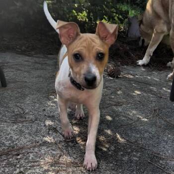 Rescue Mixed Breed Dogs for Adoption in Savannah, Georgia - Zan | PetCurious