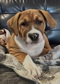 Pit Bull Terrier Dogs Available for Adoption - Emmy Lou (Harris) | PetCurious