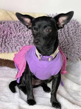 Bella Rose -  Chihuahua Dog for Adoption in St. Augustine, Florida - Bella Rose | PetCurious