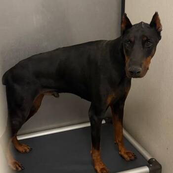 Nash -  Doberman Pinscher Dog for Adoption in Lake Jackson, Texas - Nash | PetCurious