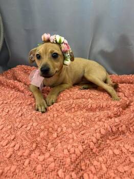 Chihuahua Dogs Available for Adoption in New York, New York - Kolache | PetCurious