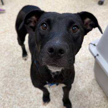 Sweetums -  Pit Bull Terrier Dog for Adoption in Kanab, Utah - Sweetums | PetCurious