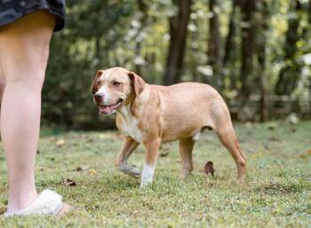 Rescue Boxer Dogs for Adoption in Honey Brook, Pennsylvania - Butter | PetCurious