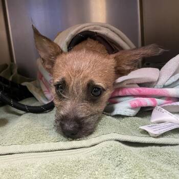 Adira -  Terrier Dog for Adoption in Pasadena, California - Adira | PetCurious