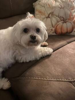 Rescue Maltese Dogs for Adoption in Berlin, New Jersey - Poppy | PetCurious
