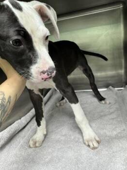 Splotch -  Mixed Breed Dog for Adoption in Savannah, Georgia - Splotch | PetCurious