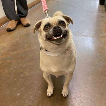 Memoire -  Pug Dog for Adoption in Walnut Creek, California - Memoire | PetCurious