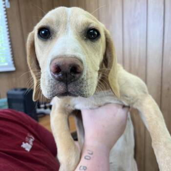 Mixed Breed Dogs Available for Adoption in Helena, Alabama - Sally | PetCurious