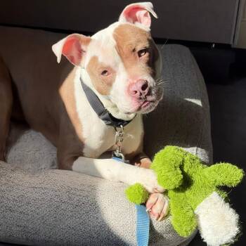 Cash -  Pit Bull Terrier Dog for Adoption in Charlottesville, Virginia - Cash | PetCurious