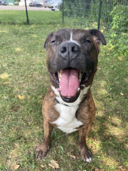 Rescue Pit Bull Terrier and Mixed Breed Dogs for Adoption in Cortland, New York - Rubble | PetCurious