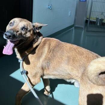 Shepherd and Mixed Breed Dogs Available for Adoption in Lyndhurst, Virginia - Timber | PetCurious