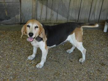 Daisy -  Beagle Dog for Adoption in Prairieville, Louisiana - Daisy | PetCurious