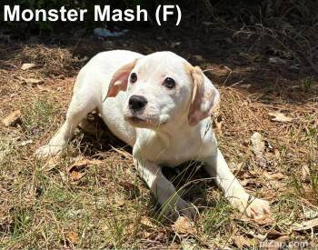 Hound Dogs Available for Adoption in Washington, Georgia - Monster Mash | PetCurious