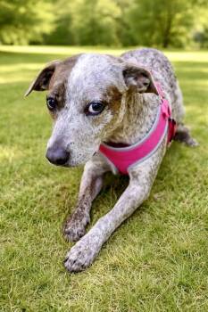 Katie (Pepper) -  Cattle Dog and Mixed Breed Dog for Adoption in Maryville, Tennessee - Katie (Pepper) | PetCurious