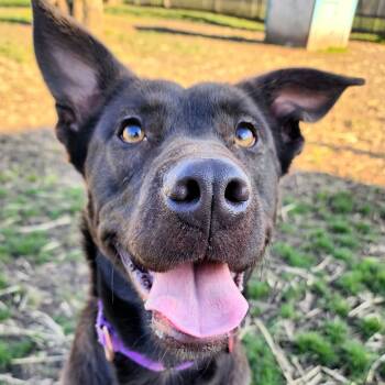 Rescue Mixed Breed Dogs for Adoption in Medford, Oregon - Gus | PetCurious