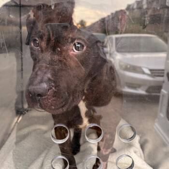 Mixed Breed Dogs Available for Adoption in Philadelphia, Pennsylvania - Mr. Bubbs | PetCurious