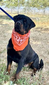 Rescue Rottweiler Dogs for Adoption in Woodland, California - Clayton | PetCurious