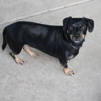 Bada (Toffee) -  Dachshund and Mixed Breed Dog for Adoption in St. Peters, Missouri - Bada (Toffee) | PetCurious