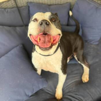 Corey -  Pit Bull Terrier Dog for Adoption in Ramona, California - Corey | PetCurious