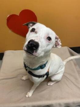 Rescue Mixed Breed Dogs for Adoption in Bellingham, Washington - Pearl | PetCurious