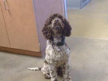 Cocker Spaniel Dogs Available for Adoption in Sacramento, California - LIBBY | PetCurious