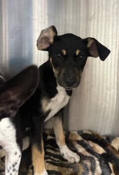 Lady Gaga -  Mixed Breed Dog for Adoption in Atlanta, Georgia - Lady Gaga | PetCurious