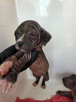 Narcissa -  Mixed Breed Dog for Adoption in Mobile, Alabama - Narcissa | PetCurious