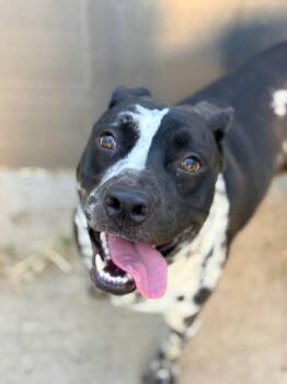 Pit Bull Terrier Dogs Available for Adoption in Chicago, Illinois - Refried Beans | PetCurious