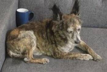 Grant -  Mixed Breed Dog for Adoption in Dallas, Texas - Grant | PetCurious