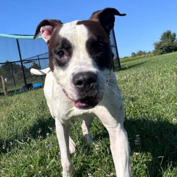 To Be Continued -  Pit Bull Terrier Dog for Adoption in York, Pennsylvania - To Be Continued | PetCurious