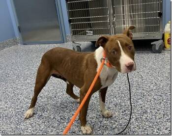 Sasha Adorable 2 years old 47 Pounds Totally Non Ractive to Kids -  American Bully Dog for Adoption in Charlottesville, Virginia - Sasha Adorable 2 Years Old 47 Pounds Totally Non Ractive To Kids | PetCurious