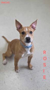 Rosie -  Pit Bull Terrier Dog for Adoption in Burlington, Iowa - Rosie | PetCurious