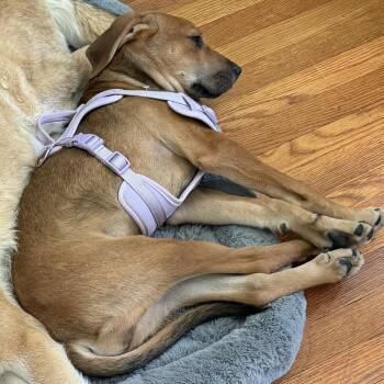 Stank -  Mixed Breed Dog for Adoption in Cincinnati, Ohio - Stank | PetCurious