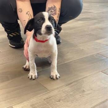 Han -  Australian Cattle Dog Blue Heeler and Terrier Dog for Adoption in Nevada, Missouri - Han | PetCurious