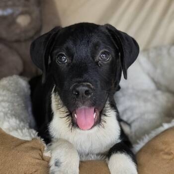 Max -  Schnauzer and Mixed Breed Dog for Adoption in Cleveland, Texas - Max | PetCurious
