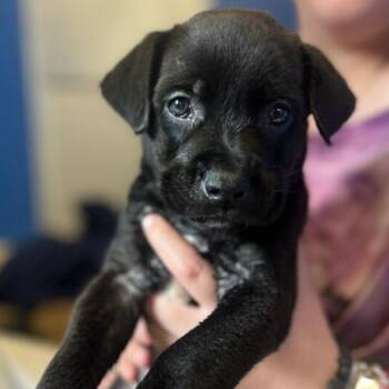 Charlie -  Labrador Retriever and Mixed Breed Dog for Adoption in Marysville, Ohio - Charlie | PetCurious