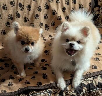 Pomeranian Dogs Available for Adoption in Crompond, New York - Titan And Ginger | PetCurious