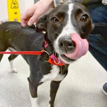 Petra -  Mixed Breed Dog for Adoption in Franklin, Tennessee - Petra | PetCurious