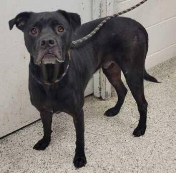 Quimby -  Mixed Breed Dog for Adoption in Kansas City, Missouri - Quimby | PetCurious