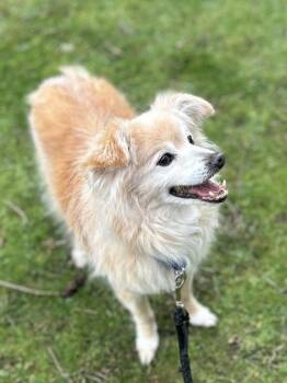 Terrier and Pomeranian Dogs Available for Adoption - Jackson | PetCurious