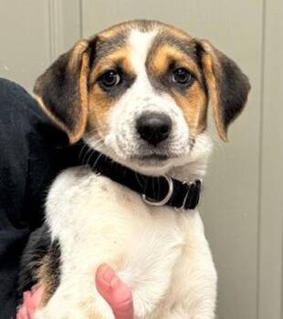 Hound Dogs Available for Adoption in Littleton, Colorado - Chia | PetCurious