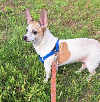 Chihuahua Dogs Available for Adoption in Muldrow, Oklahoma - Cookie | PetCurious