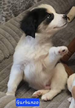 Garbanzo -  Chihuahua and Beagle Dog for Adoption in Alexander, Arkansas - Garbanzo | PetCurious